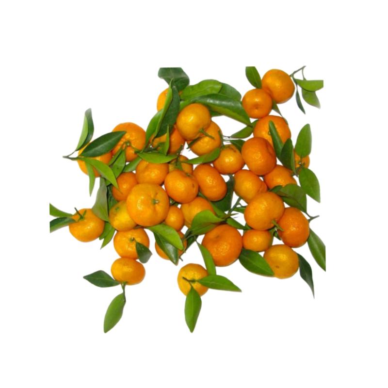 Мандарин мини 